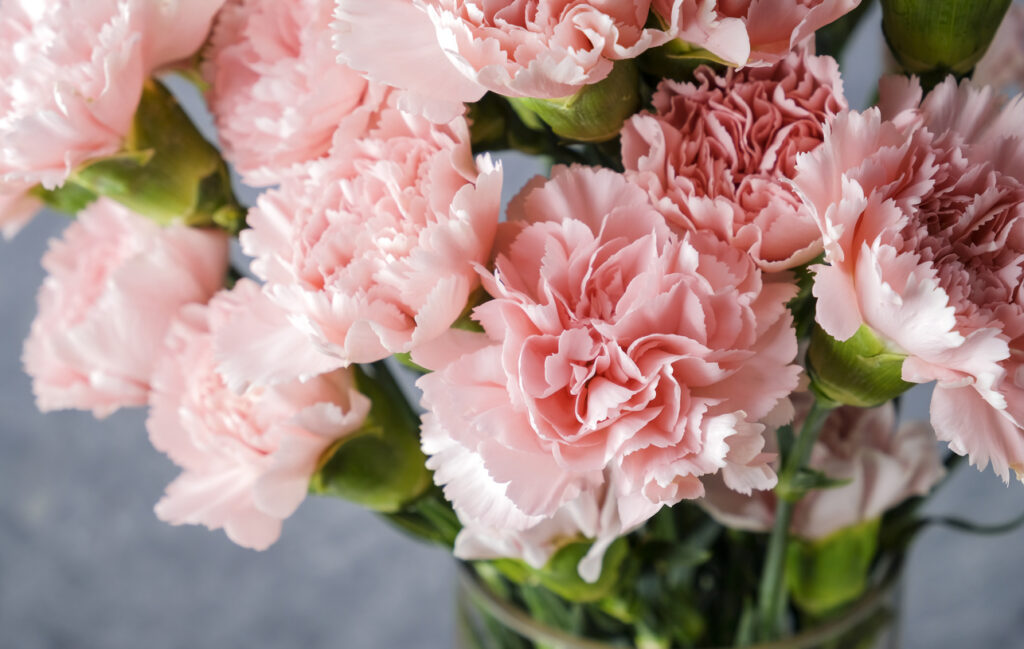 Pink carnation flowers