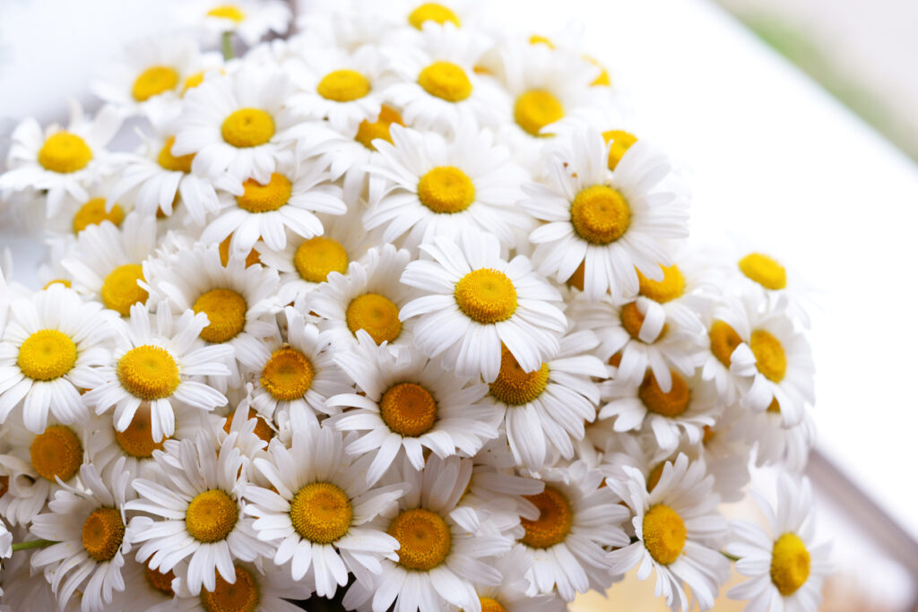 Daisy flowers