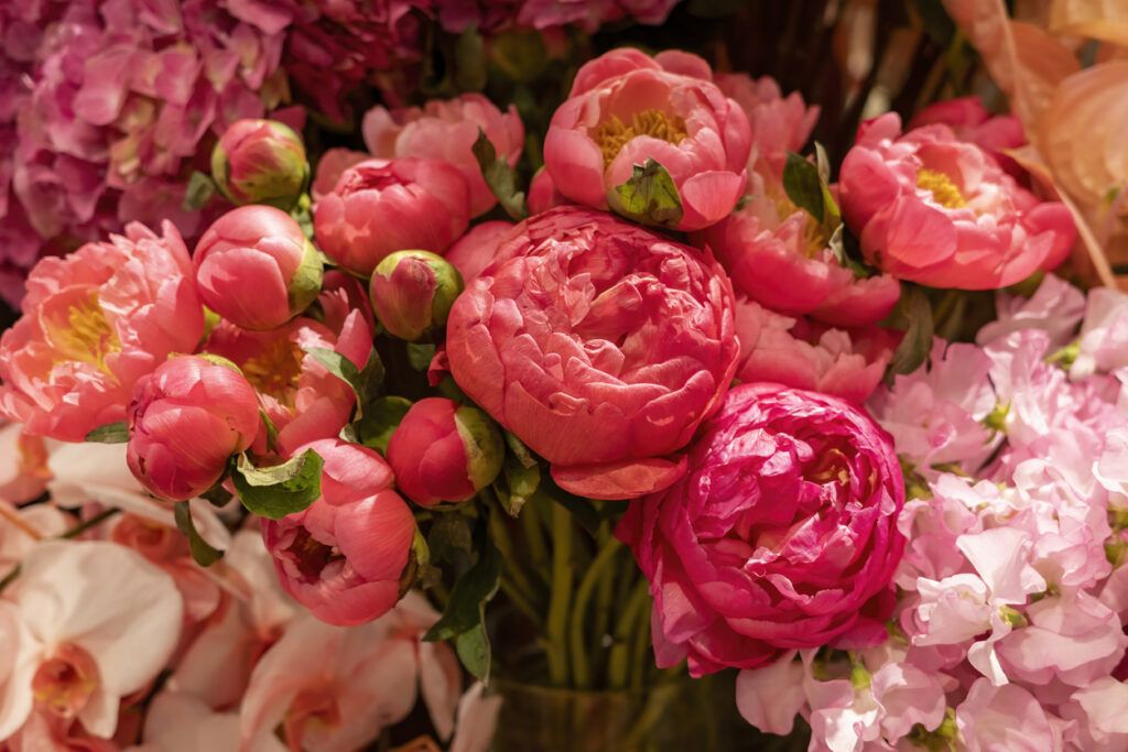 Pink peonies