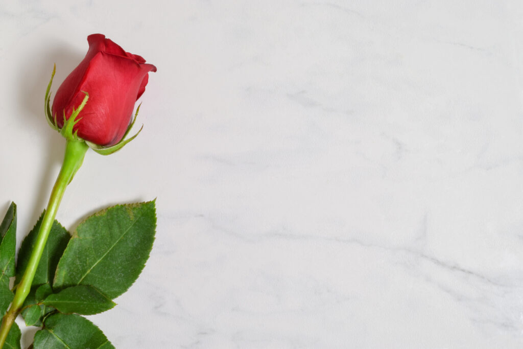 Single red rose for Valentine's Day