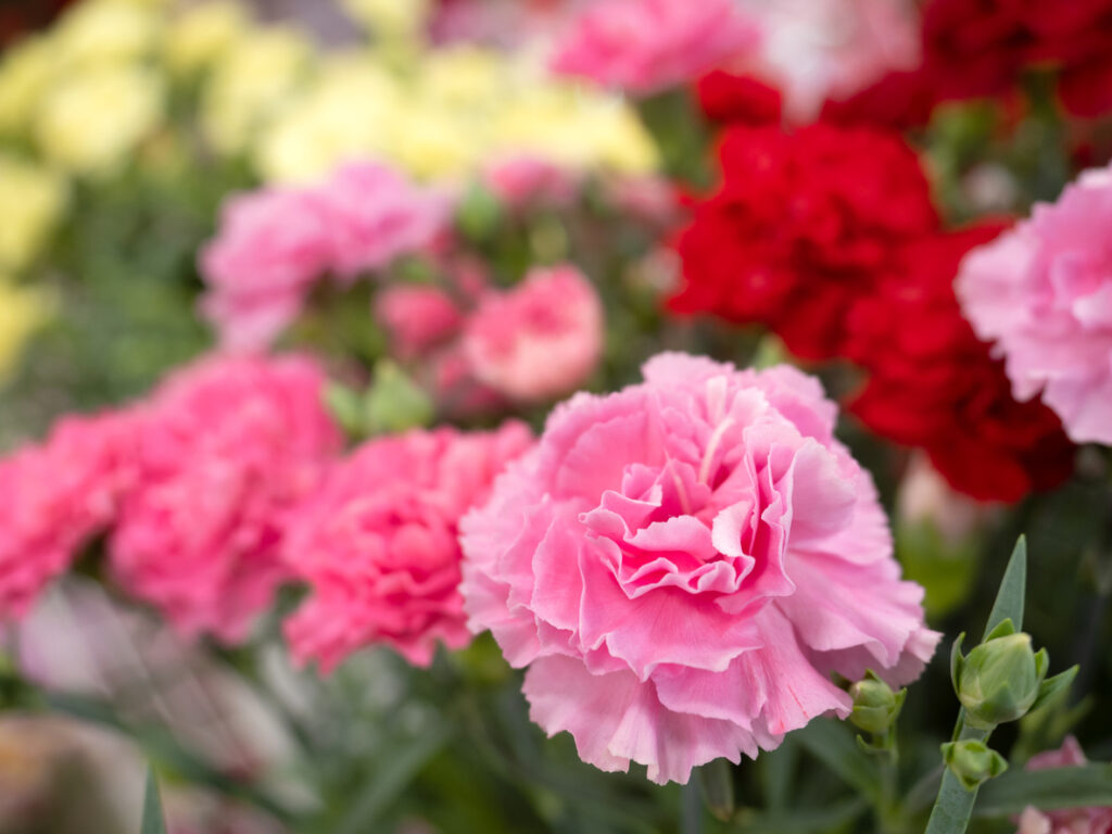 Carnation flowers