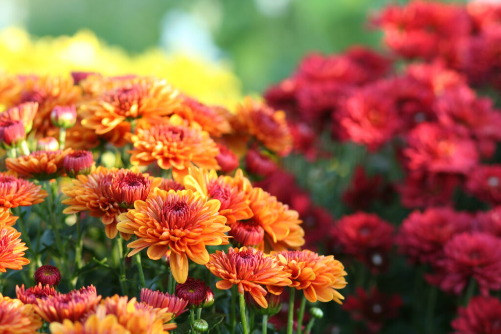Chrysanthemum flowers