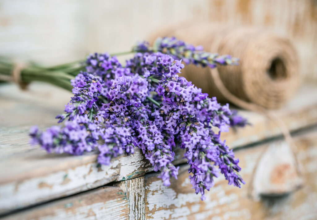 Purple lavender