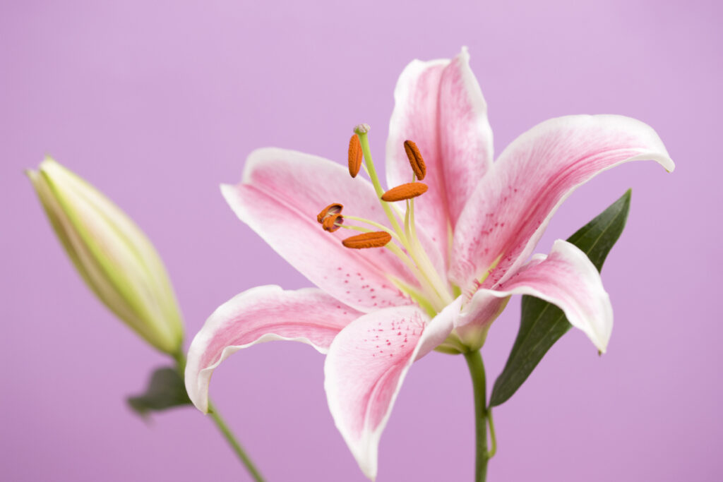 Pink casablanca lily
