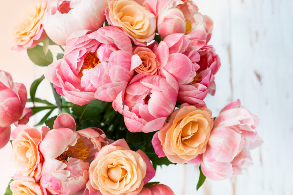 Peonies for Valentine's Day