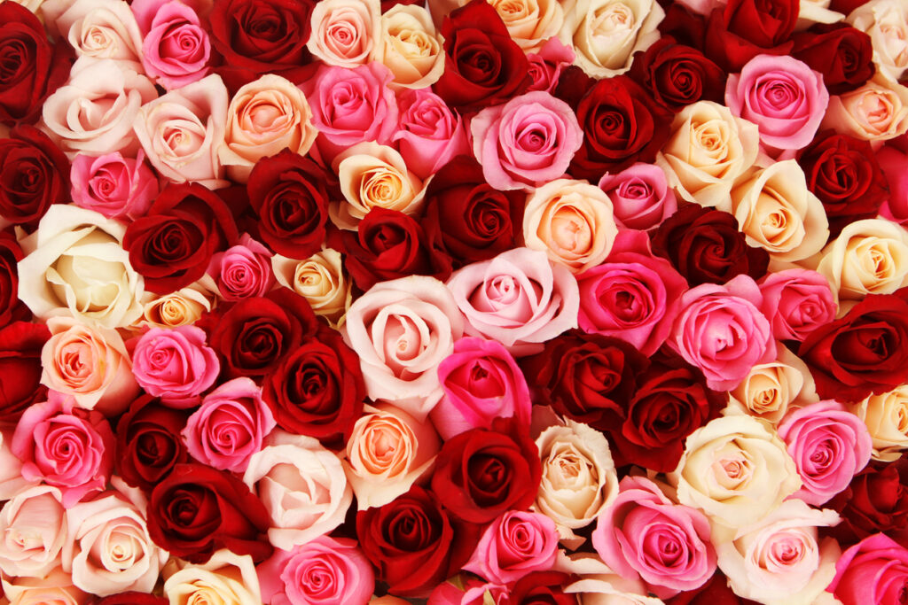 Multicoloured roses