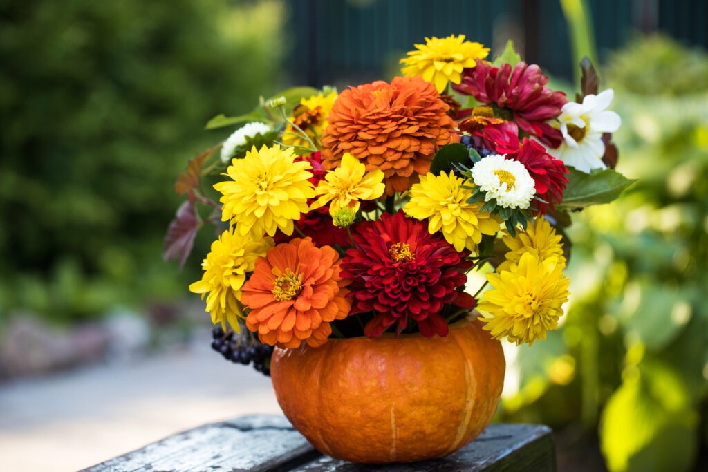 "Thank You" marigolds