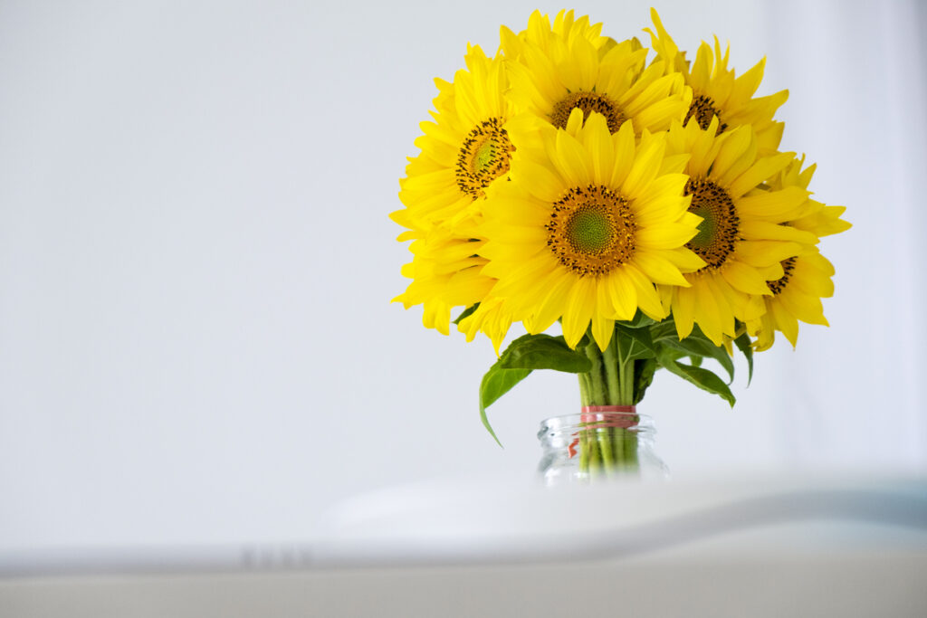 Taking care of your sunflowers