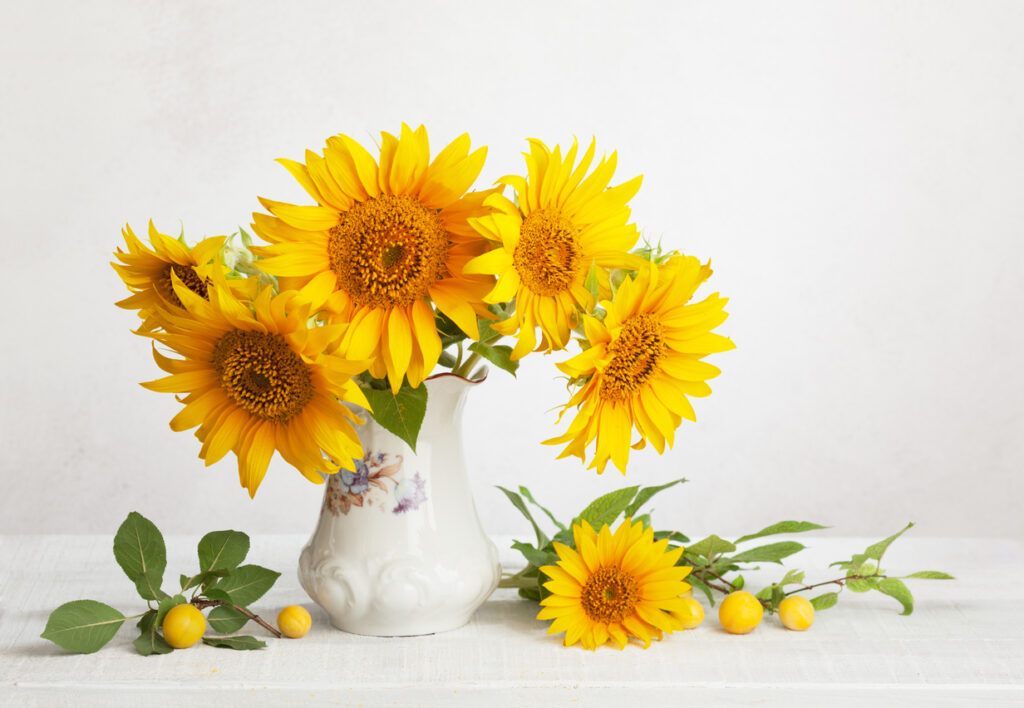 Sunflowers in a vase