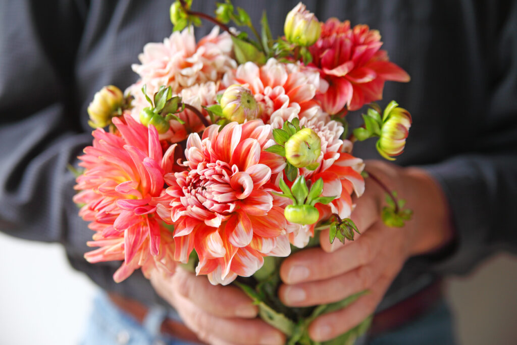 "Thank You" dahlias
