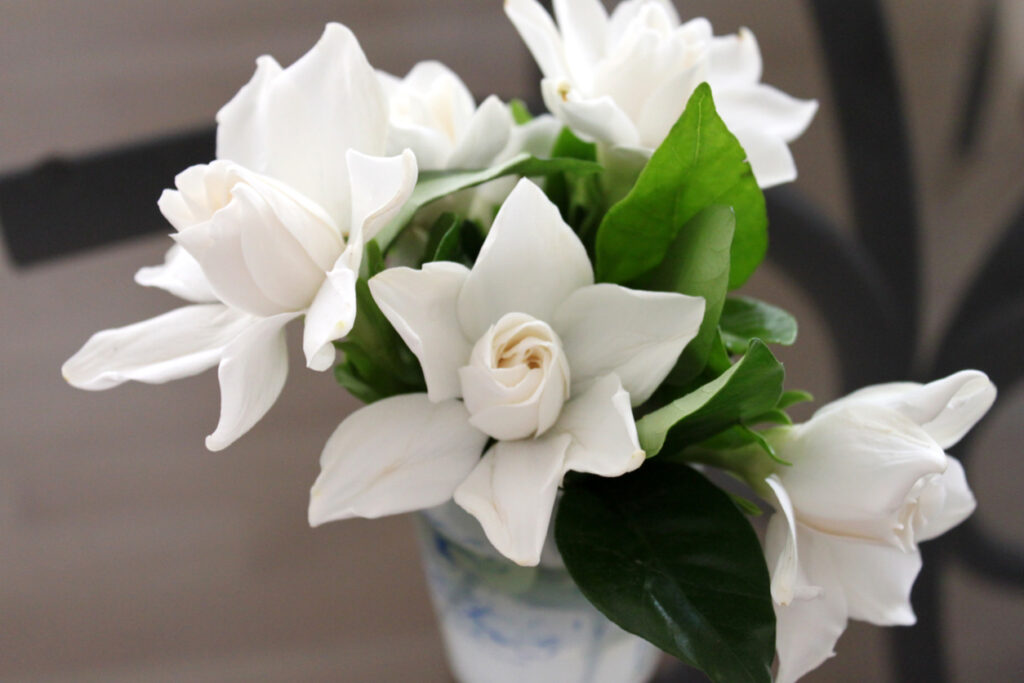"Thank you" gardenias