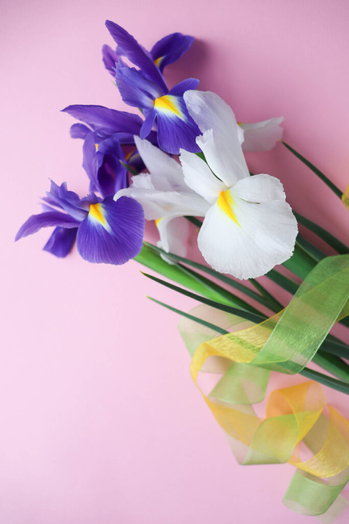 Mother's Day Iris