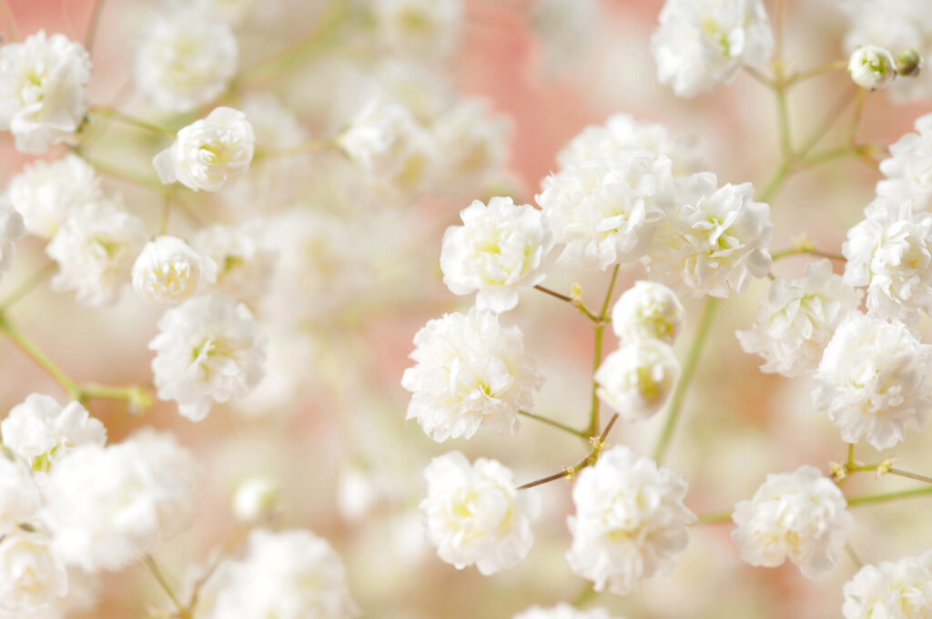 Close up of baby's breath