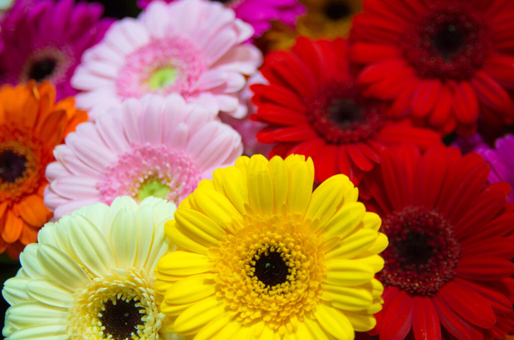 Colourful gerberas