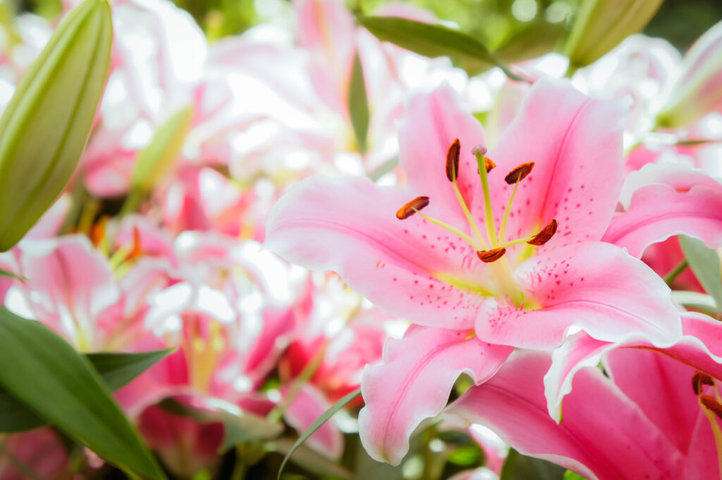 Pink lily flowers
