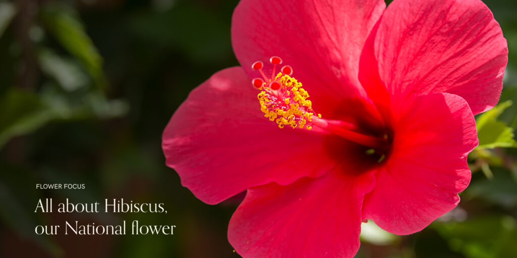 all-about-hibiscus-our-national-flower
