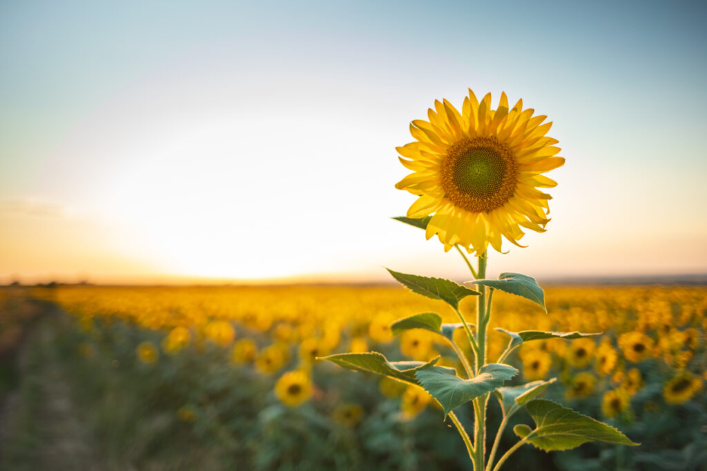 Cheerful yellow sunflowers