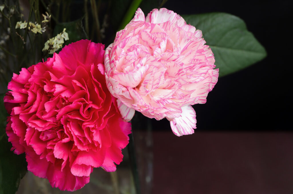 Bright and light pink carnations