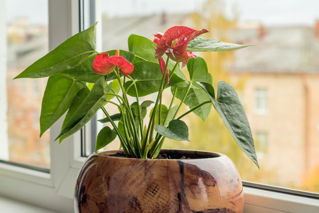 Anthurium housewarming gift