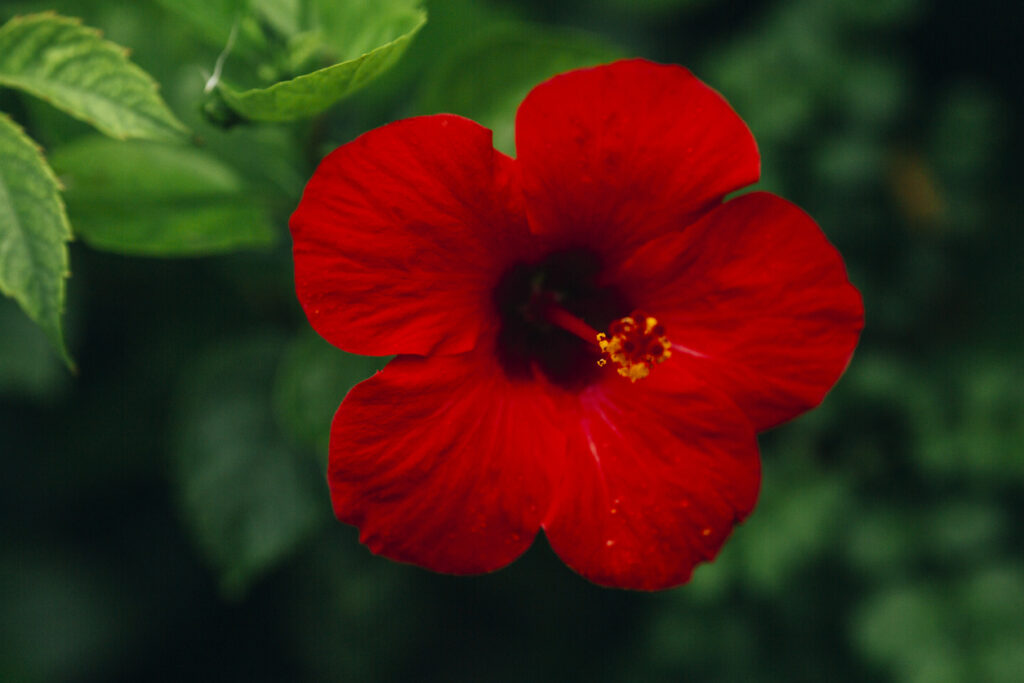 Malaysia's National Flower