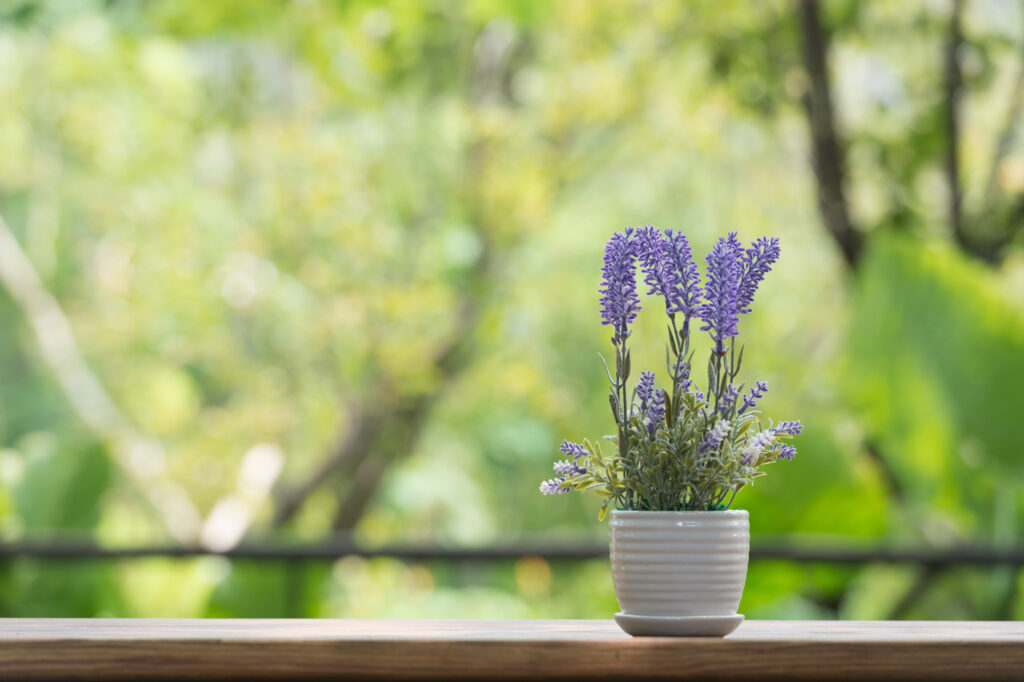 Lavender flowers