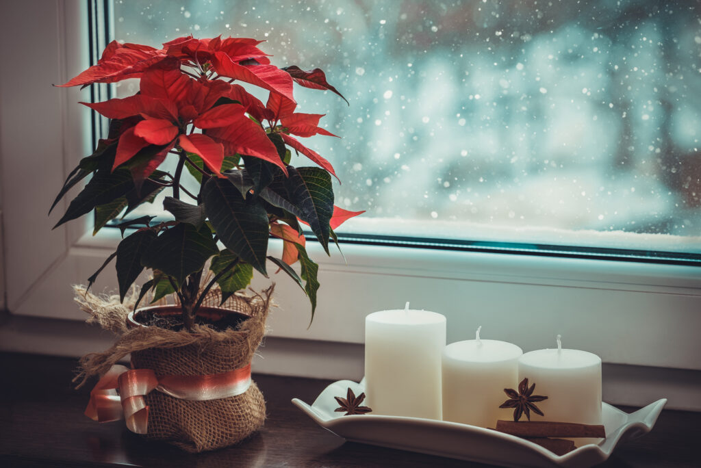 Red poinsettia