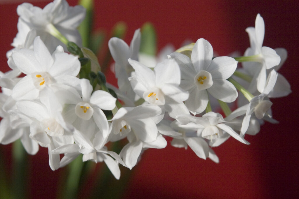 Christmas paperwhites