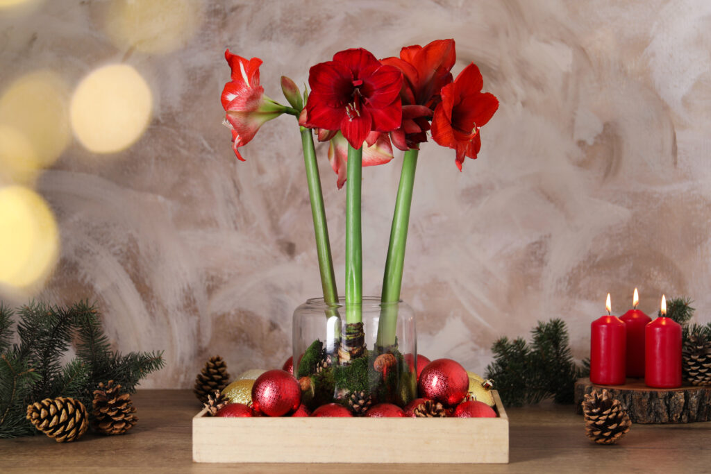 Christmas red amaryllis