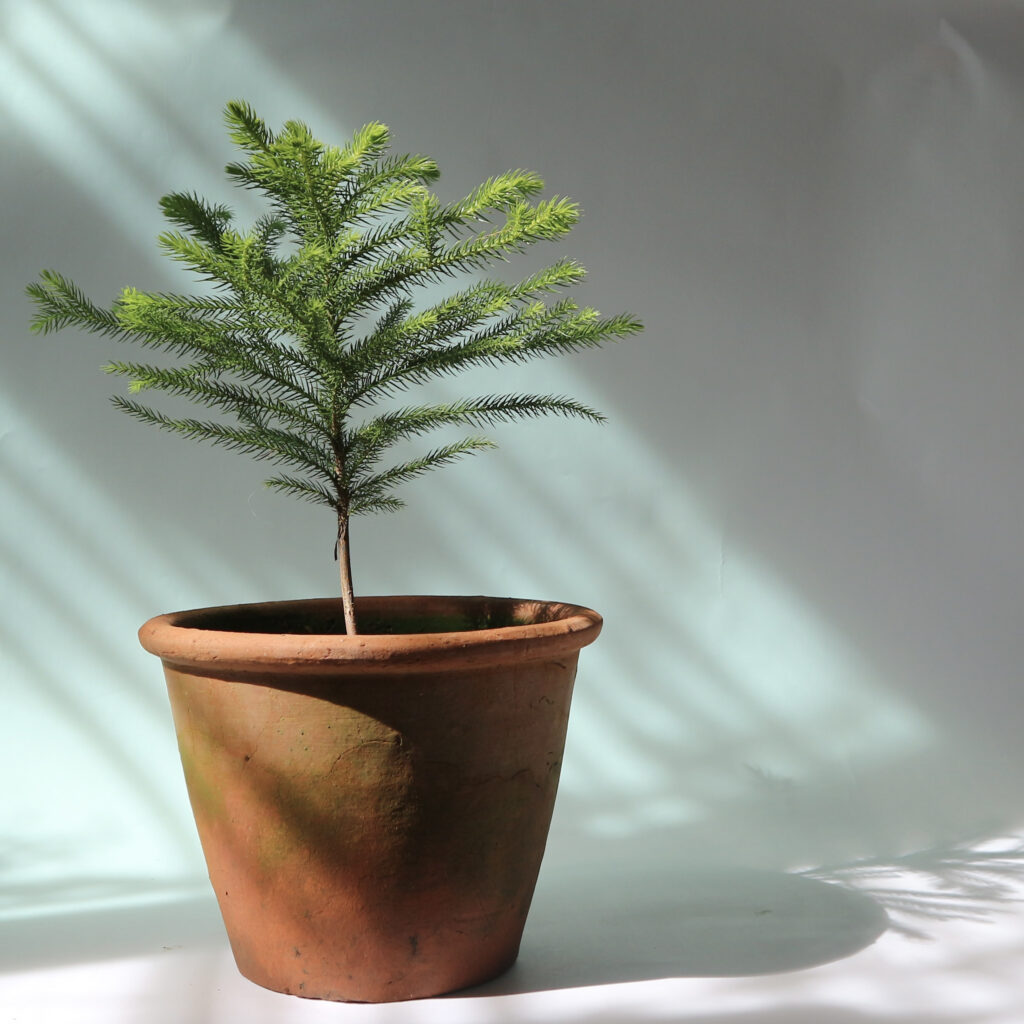 Christmas Norfolk Island pine